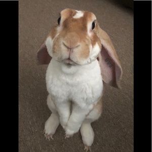 Meet your Posher, Nancy